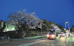 赤のっティと夜桜