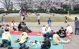 桜に囲まれた廃寺跡公園