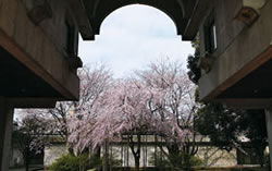 桜の魅力賞「満開」